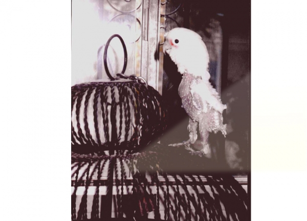 Creation of Featherless Encounter!: Step 5